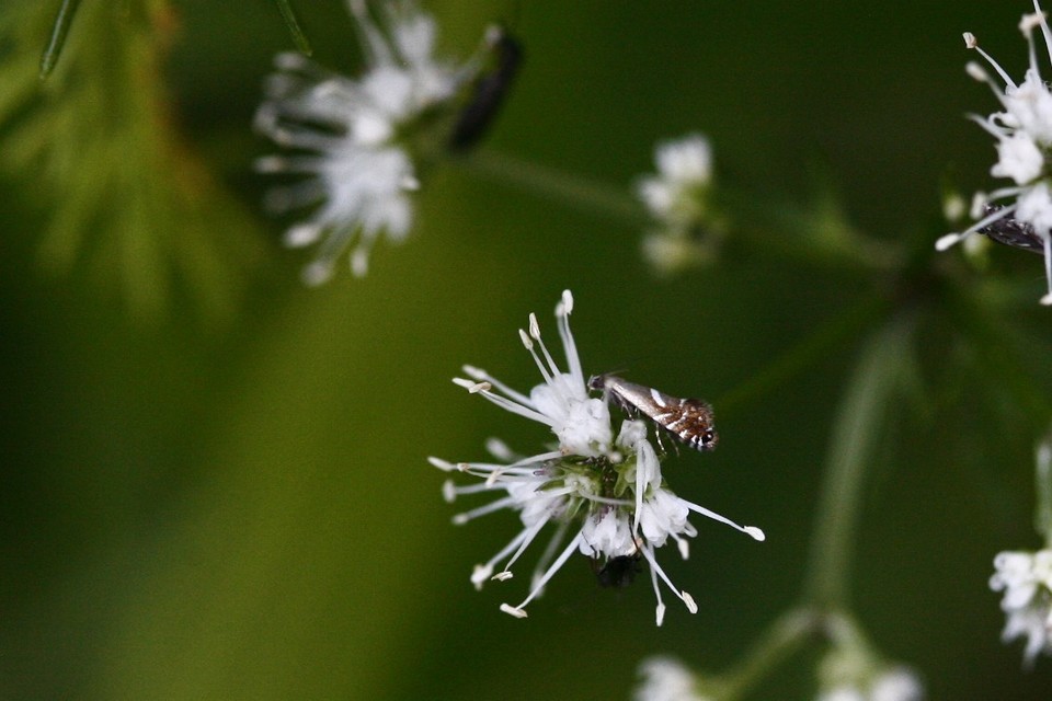 Glyphipterix forsterella - homoki szakállasmoly