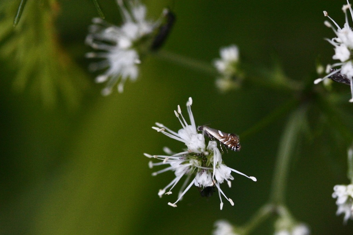 Glyphipterix forsterella - homoki szakállasmoly