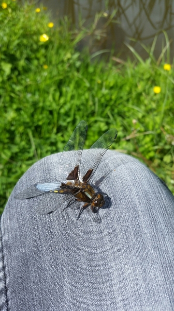 Libellula depressa - széles laposacsa