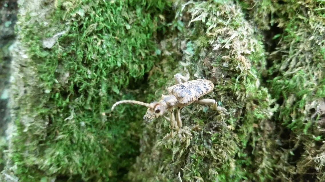 Rhagium sycophanta - tölgyes-tövisescincér
