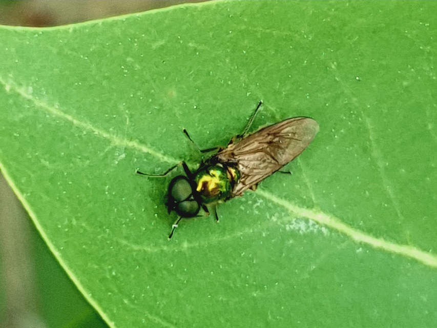Chloromyia formosa - közönséges fémeslégy