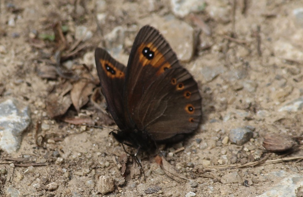 Erebia medusa - tavaszi szerecsenlepke