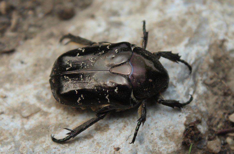 Protaetia marmorata - márványos virágbogár