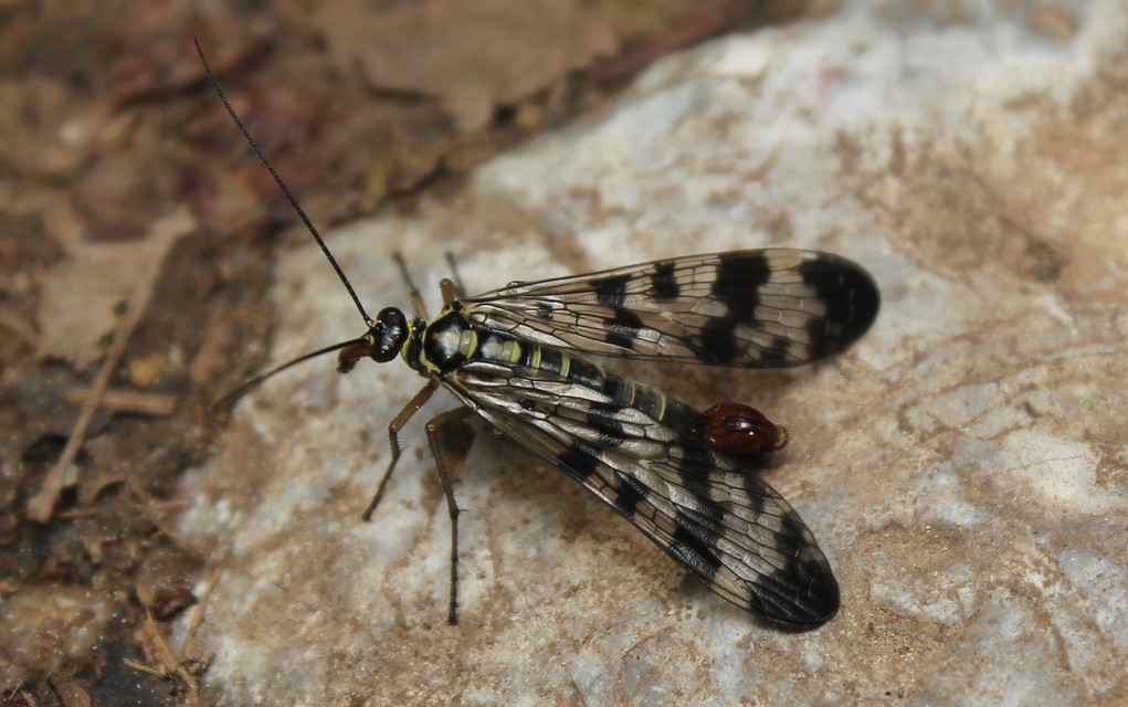 Panorpa vulgaris