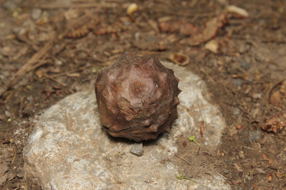 Andricus hungaricus - magyar gubacsdarázs