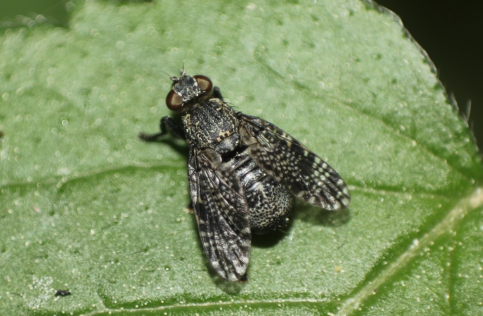 Platystomatinae