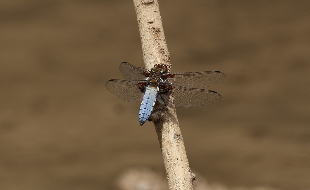 Libellula depressa - széles laposacsa