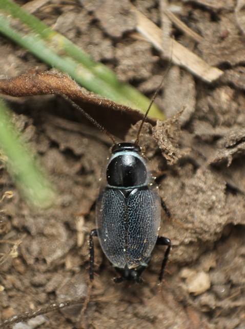 Phyllodromica megerlei - pontozott avarcsótány