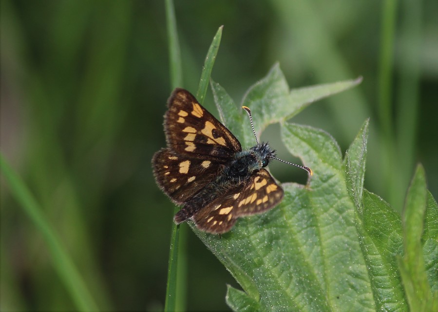 Carterocephalus palaemon - kockás busalepke