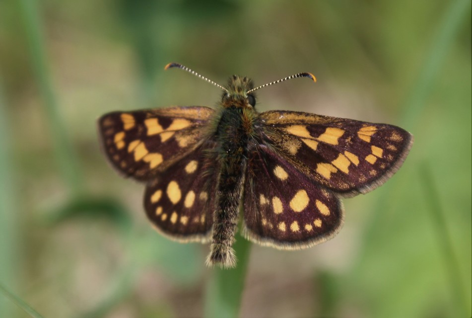 Carterocephalus palaemon - kockás busalepke