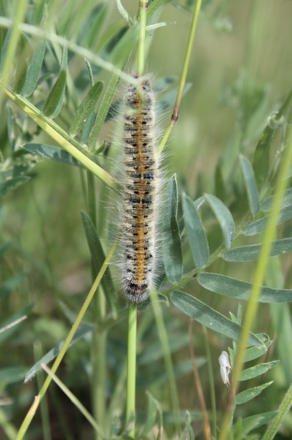 Lasiocampa trifolii - lóhereszövő