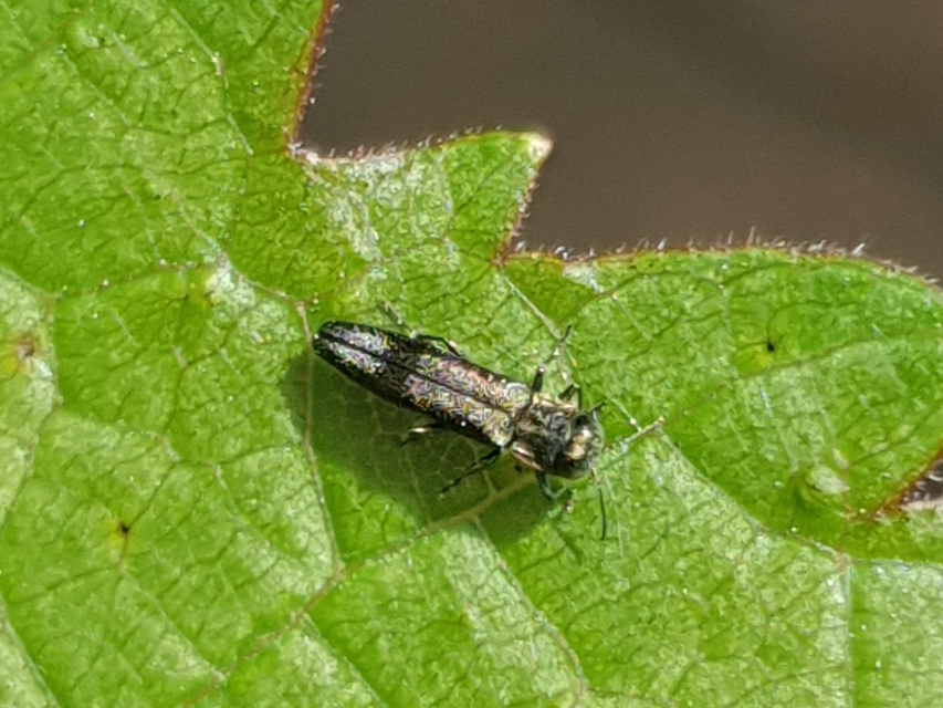 Agrilus derasofasciatus - szőlő-karcsúdíszbogár