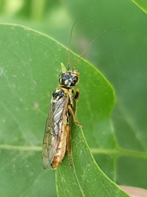 Pamphiliidae - szövődarazsak
