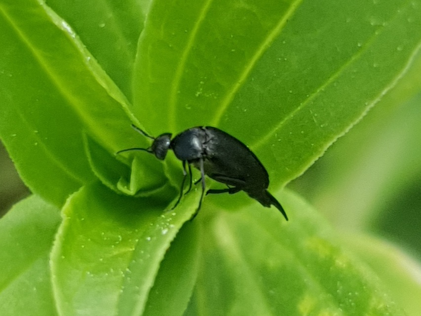 Mordellidae - marókafélék
