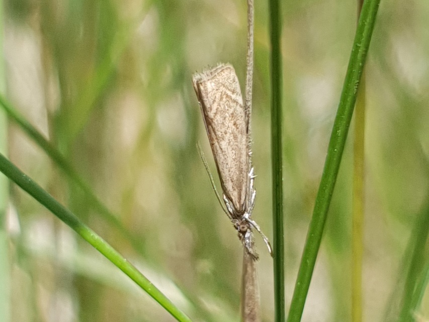 Platytes cerussella - törpe fűgyökérmoly