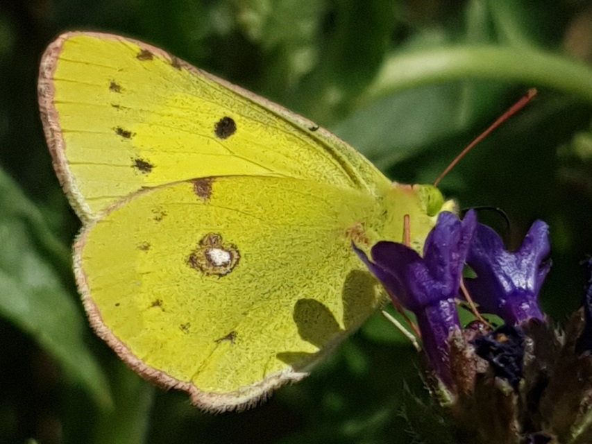 Colias erate - csángó-kéneslepke