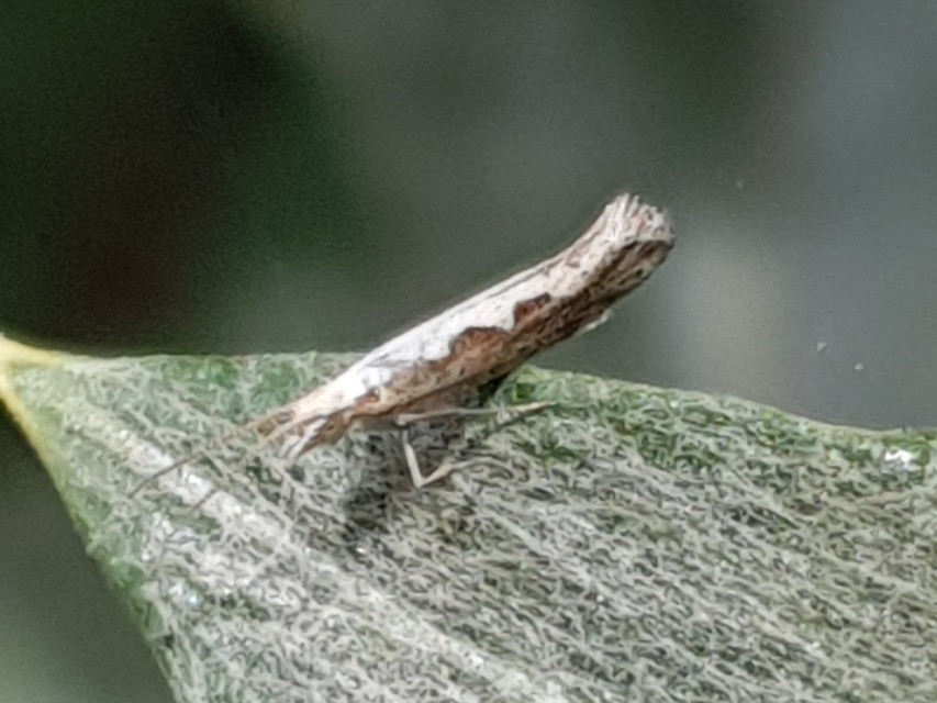 Plutella xylostella - káposztamoly