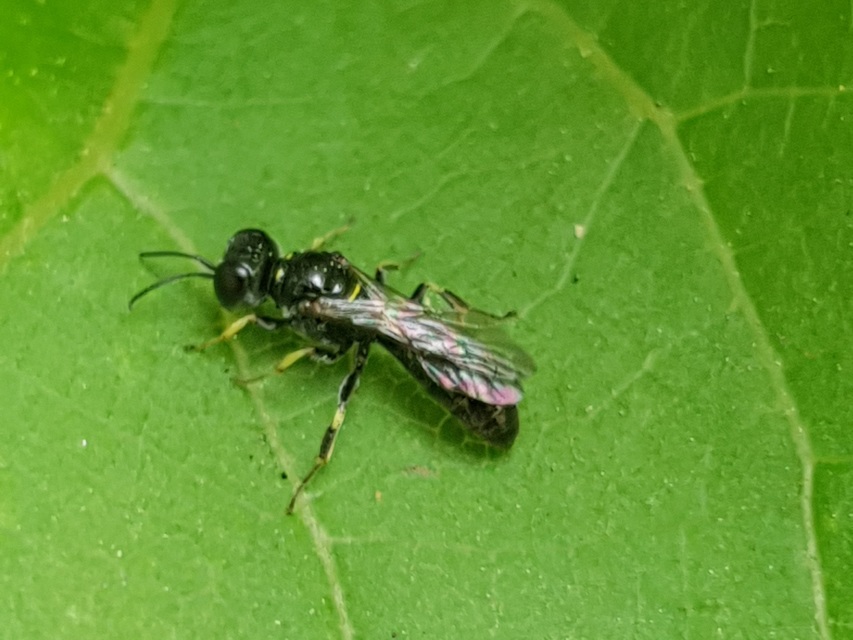 Crabronidae - szitásdarazsak