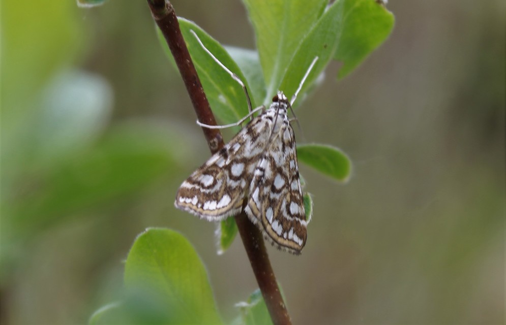Elophila nymphaeata - tarka vízimoly