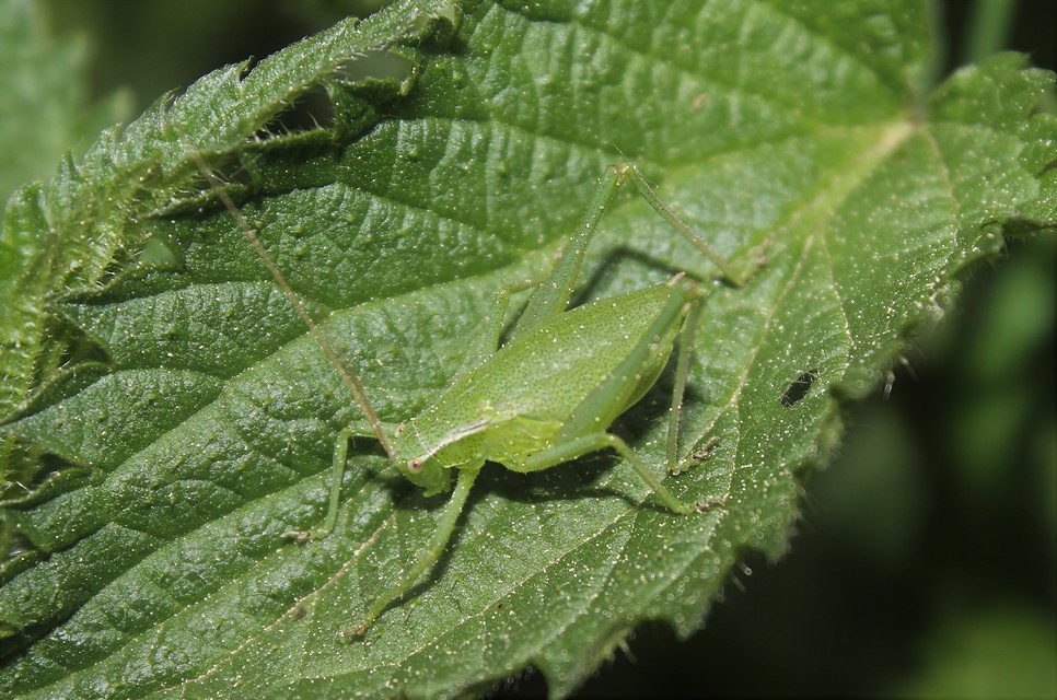 Isophya kraussii - erdei tarsza