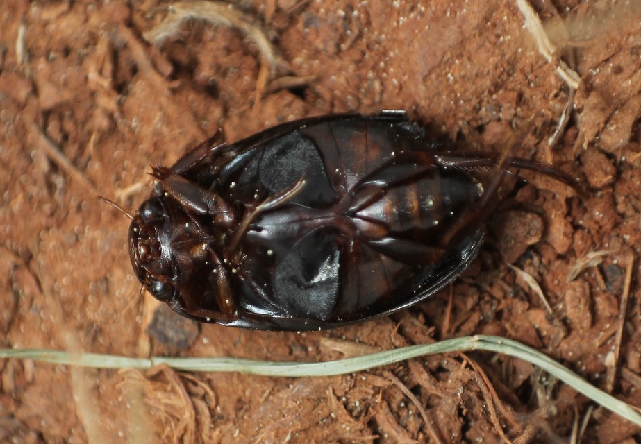 Agabus bipustulatus - gyakori gyászcsíkbogár