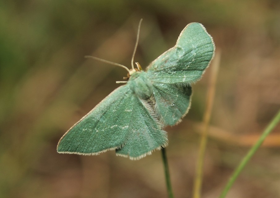 Chlorissa cloraria - sárgászöld araszoló