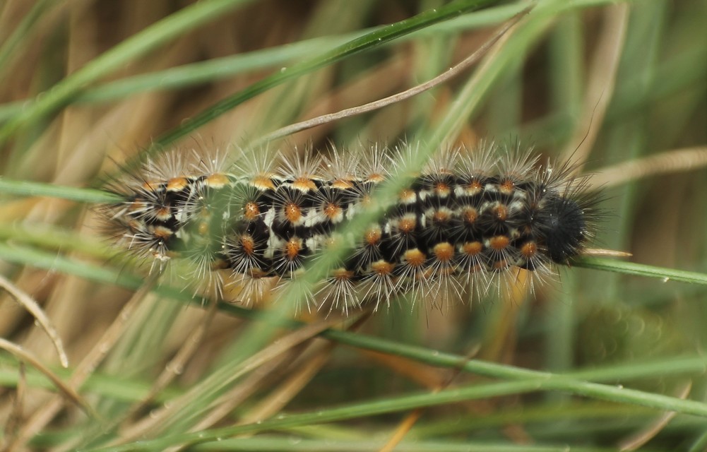 Pentophera morio - réti gyapjaslepke