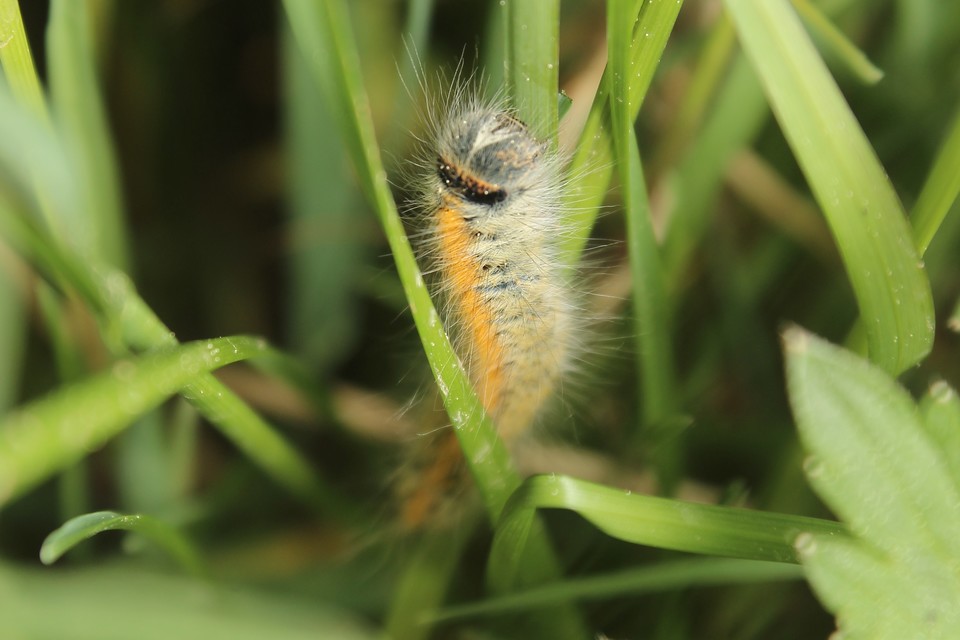 Lasiocampa trifolii - lóhereszövő