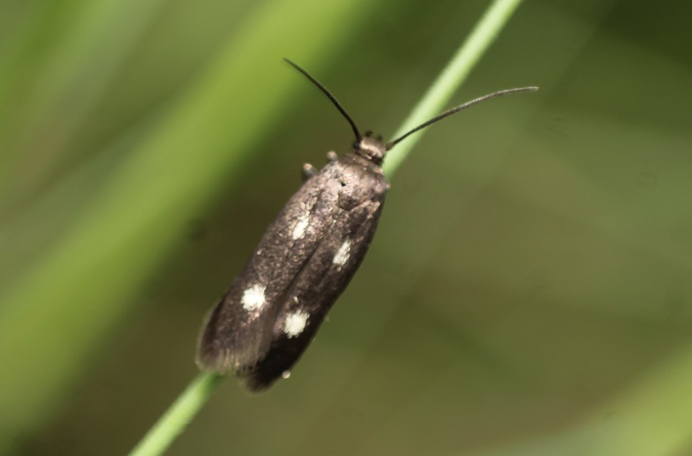 Parascythris muelleri - kétpettyes zöldmoly