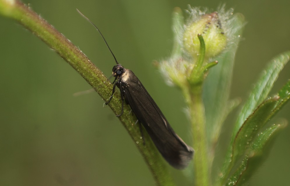 Scythris