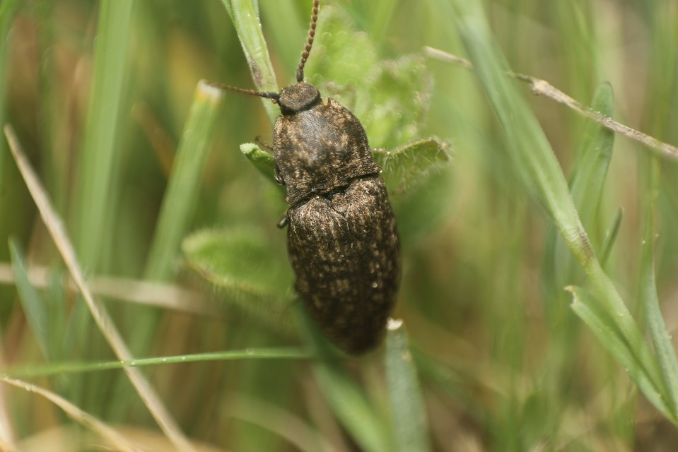 Agrypnus murinus - egérszínű pikkelyespattanó