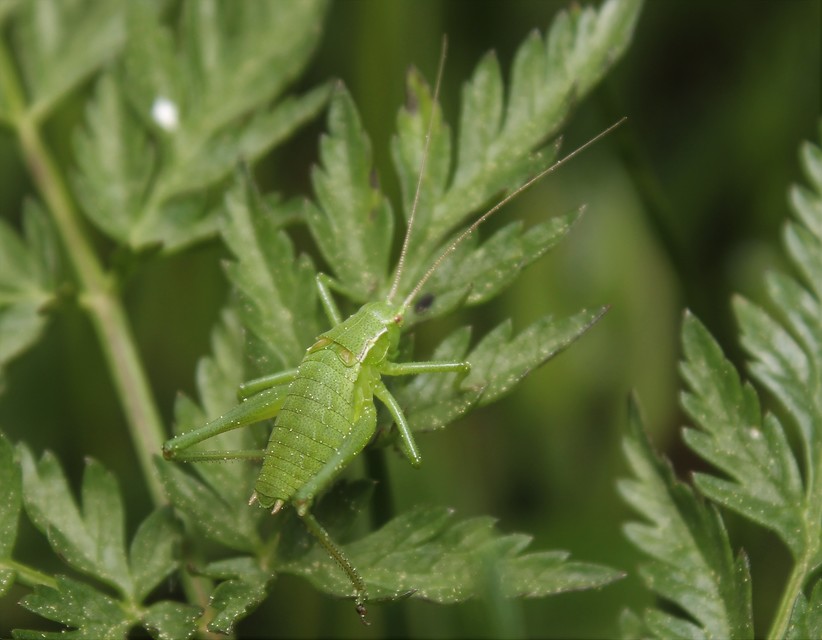 Isophya kraussii - erdei tarsza