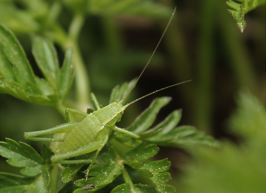 Isophya kraussii - erdei tarsza