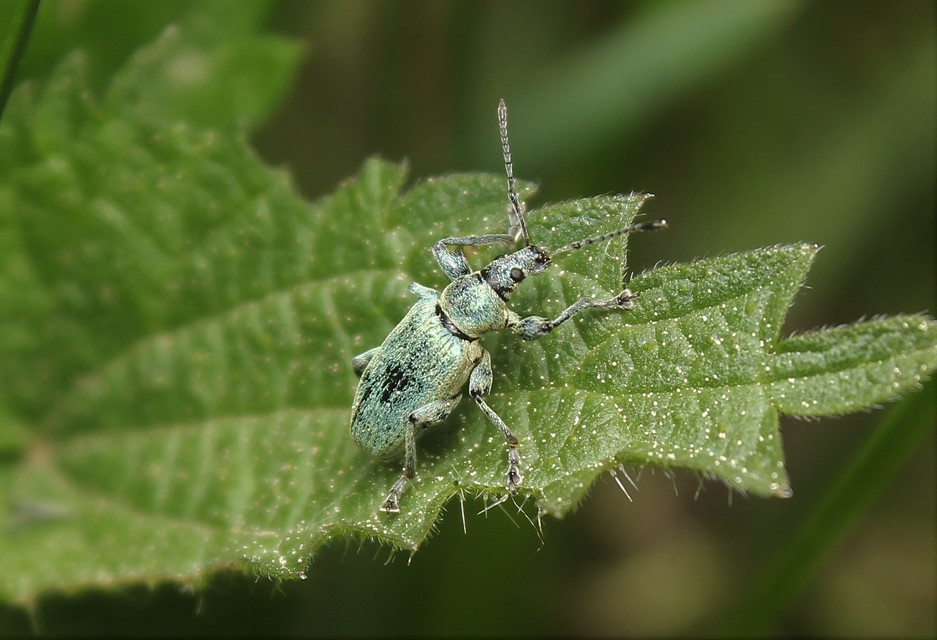Phyllobius pomaceus - csalán-levélormányos
