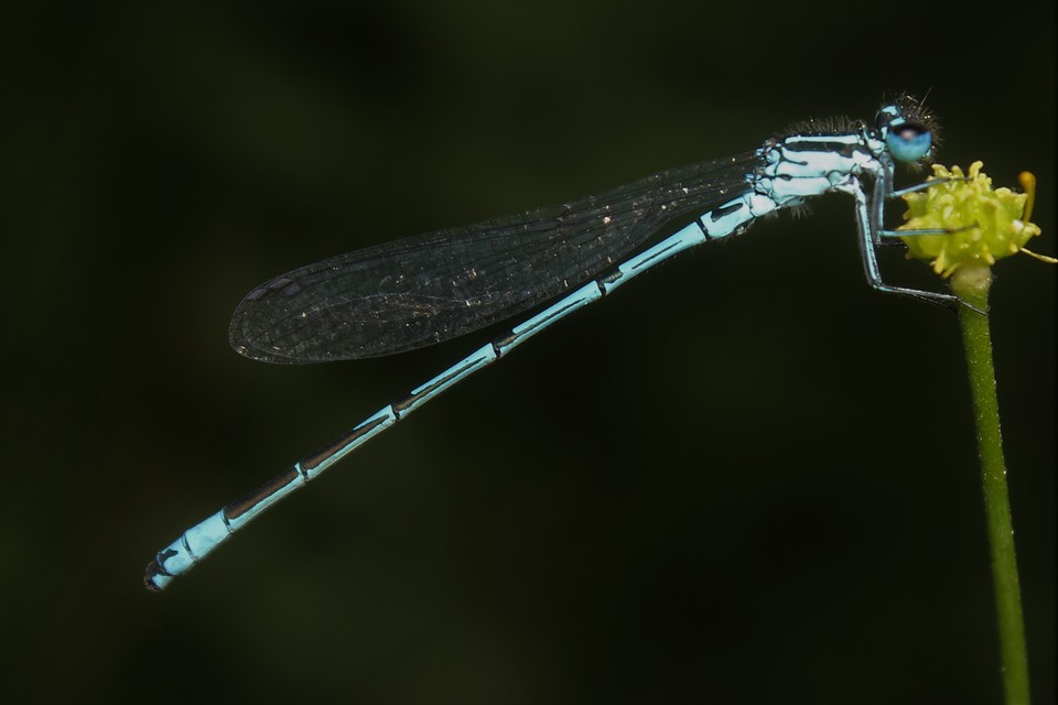 Coenagrion puella - azúrkék légivadász