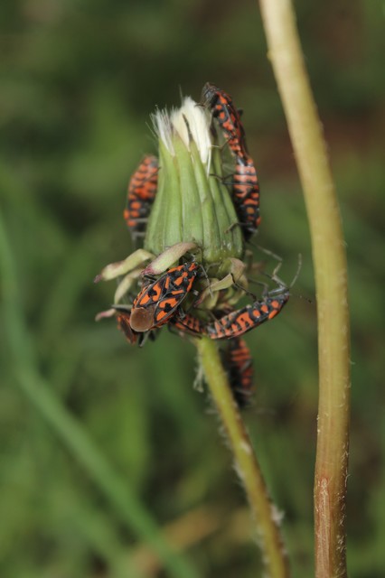 Spilostethus saxatilis - virágbodobács