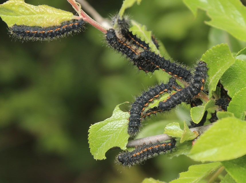 Saturnia pavoniella/pavonia