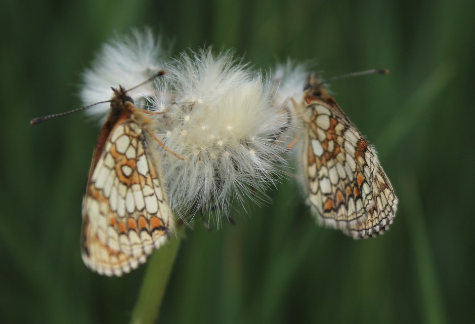 Melitaea athalia - közönséges tarkalepke