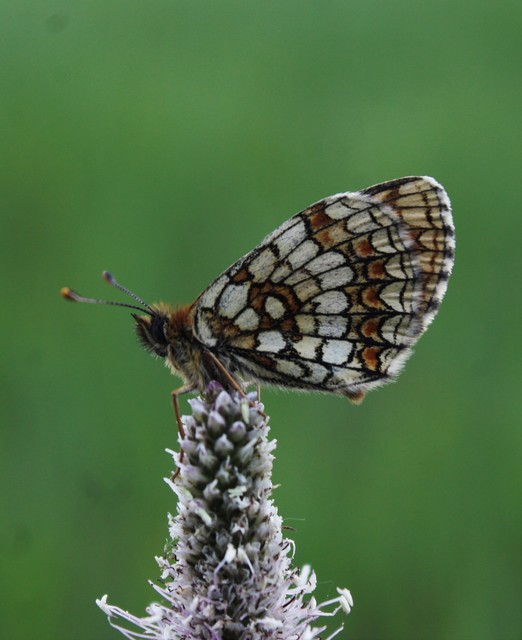 Melitaea athalia - közönséges tarkalepke
