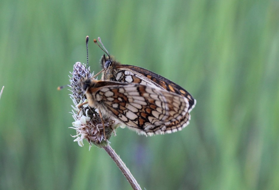 Melitaea athalia - közönséges tarkalepke