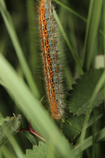 Malacosoma castrensis - kutyatejszövő