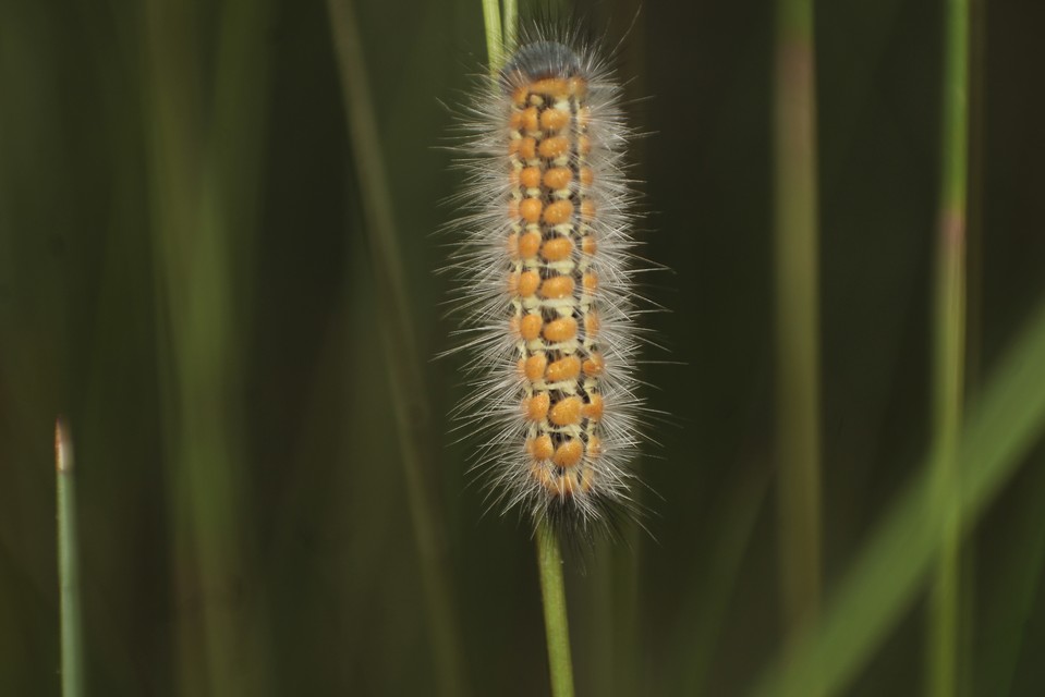 Pentophera morio - réti gyapjaslepke