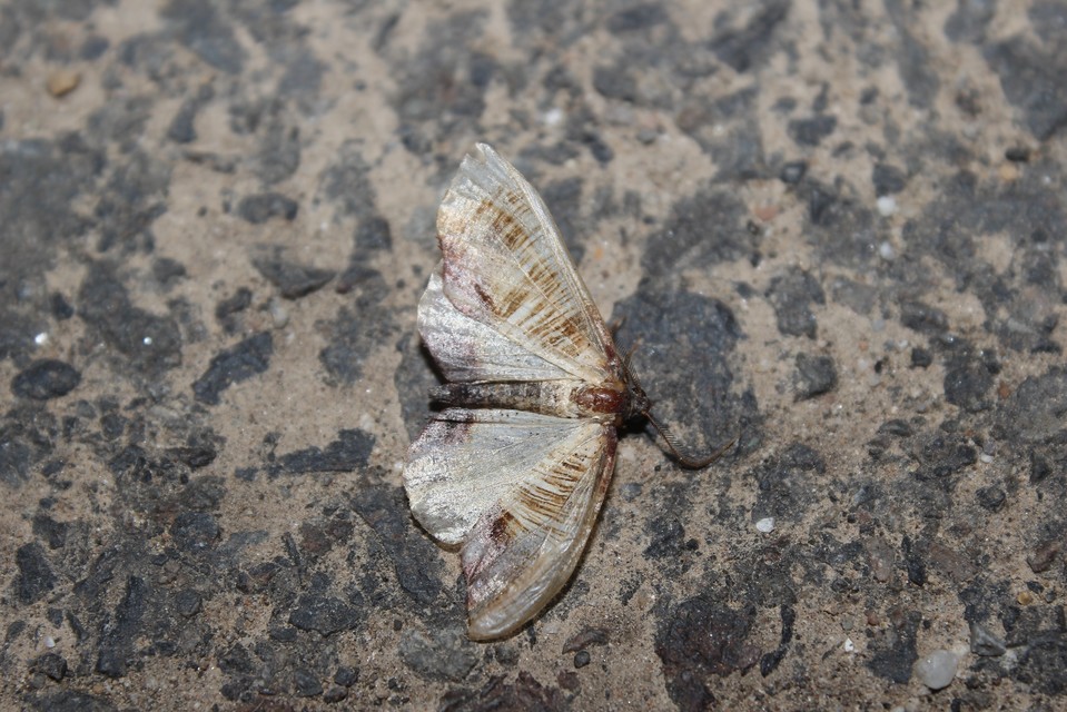 Plagodis dolabraria - baltaszárnyú araszoló
