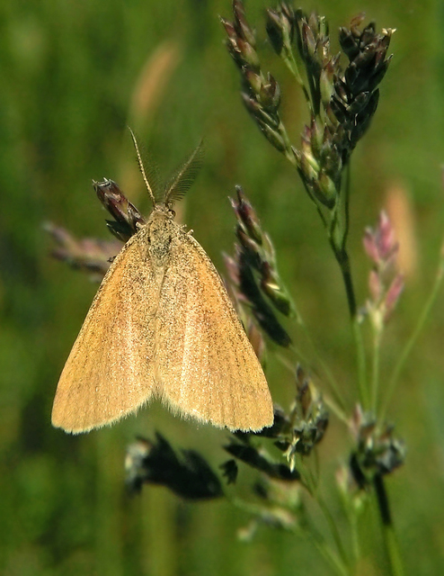 Lythria purpuraria - bíborsávos araszoló
