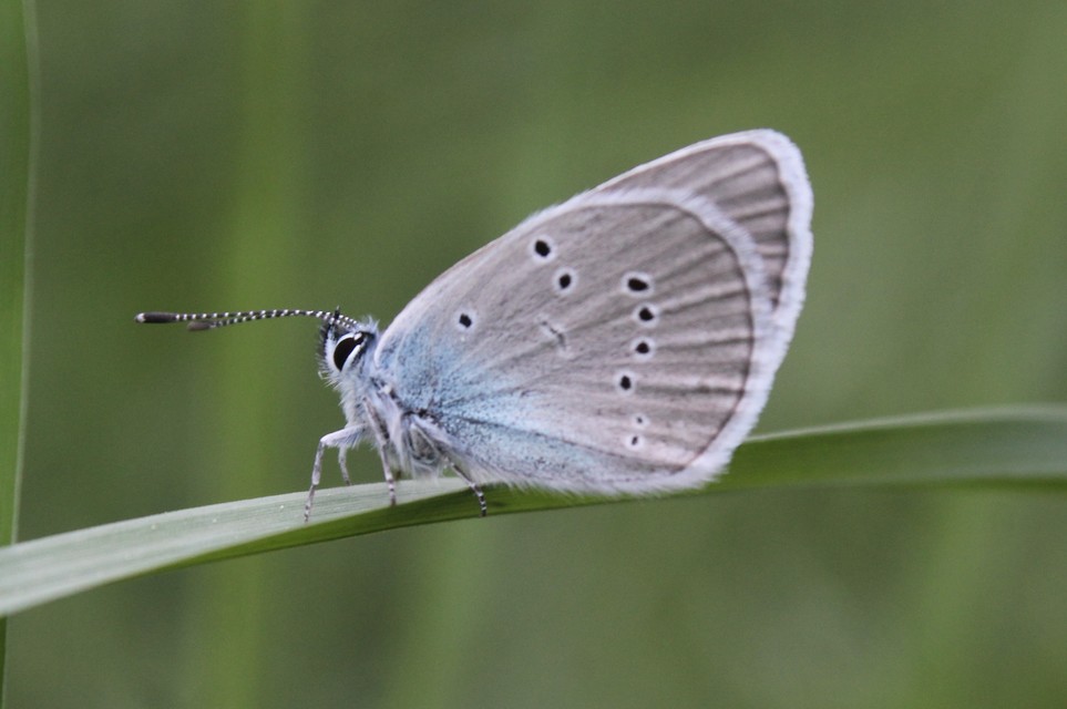 Cyaniris semiargus - aprószemes boglárka