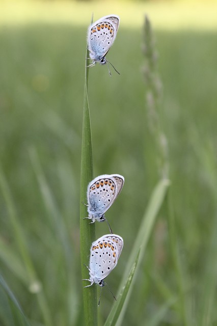 Plebejus argyrognomon - tintakék boglárka
