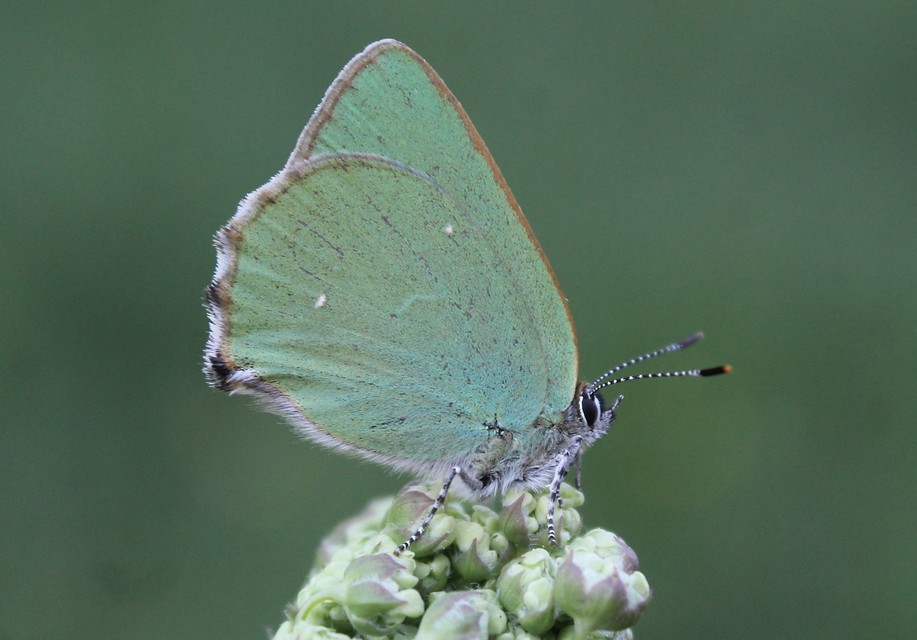 Callophrys rubi - zöldfonákú lepke