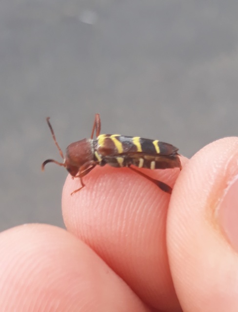 Neoclytus acuminatus - amerikai darázscincér