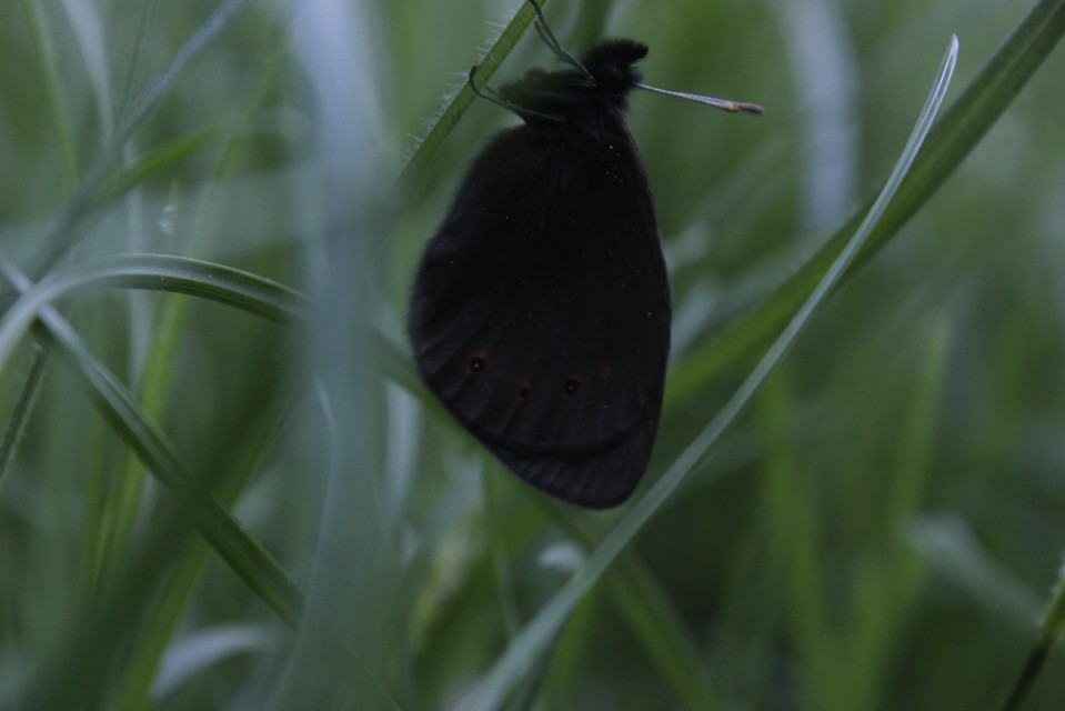 Erebia medusa - tavaszi szerecsenlepke