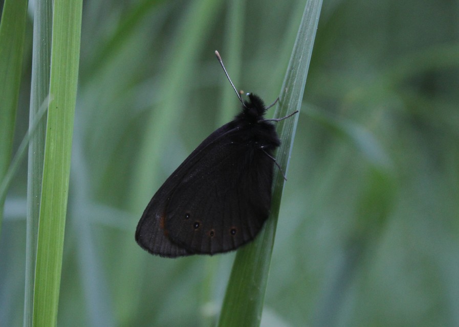 Erebia medusa - tavaszi szerecsenlepke